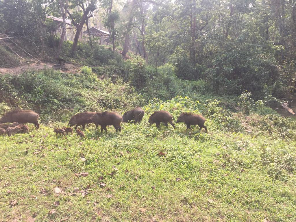 Chitwan Safari Camp & Lodge Sauraha Extérieur photo